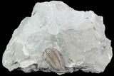 Prone Flexicalymene Trilobite - Mt Orab, Ohio #85591-2